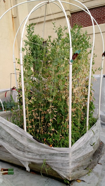 Planting Guide: Swapping Sugar Snap Peas for Thriving Summer Beans