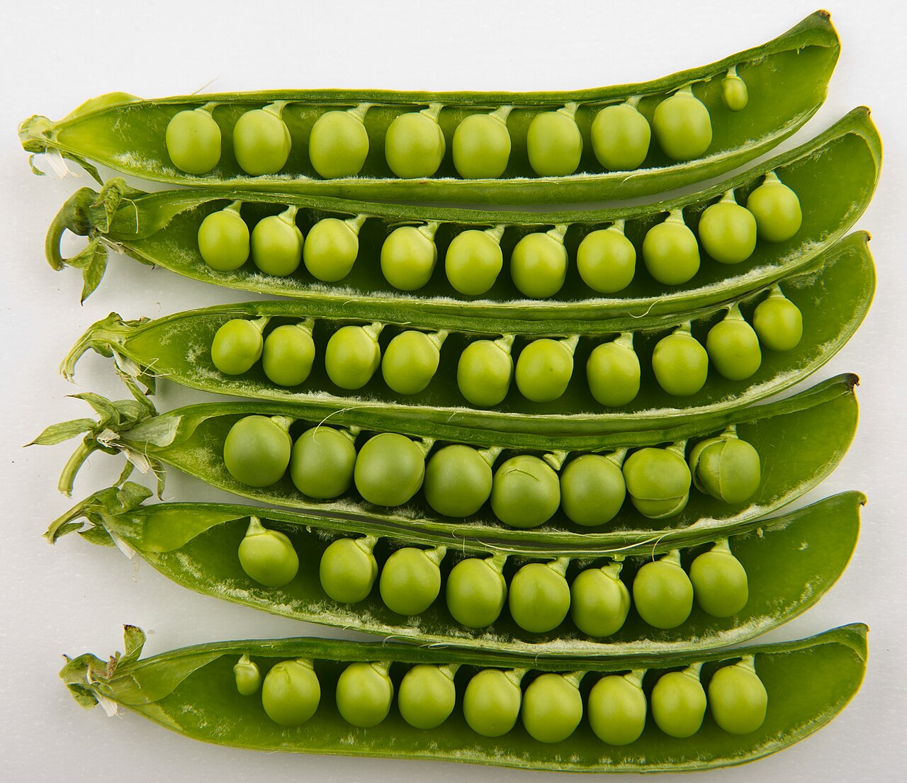 The Great Pea-to-Bean Swap: Transforming Your Summer Garden